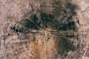 Wood Ring Texture